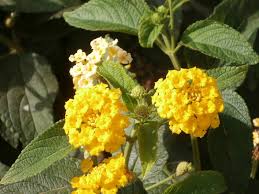 Lantana