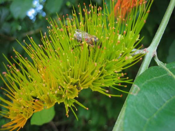 Combretum 10 lts